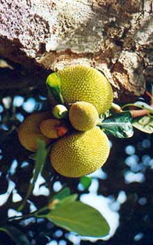 fruit de l'arbre à pain