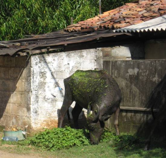 buffle d'eau