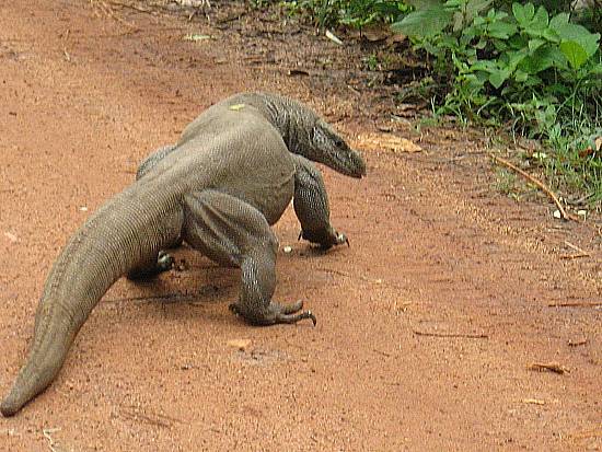 un varan solitaire