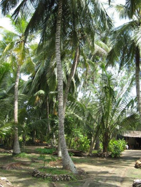 entrée d'une palmeraie