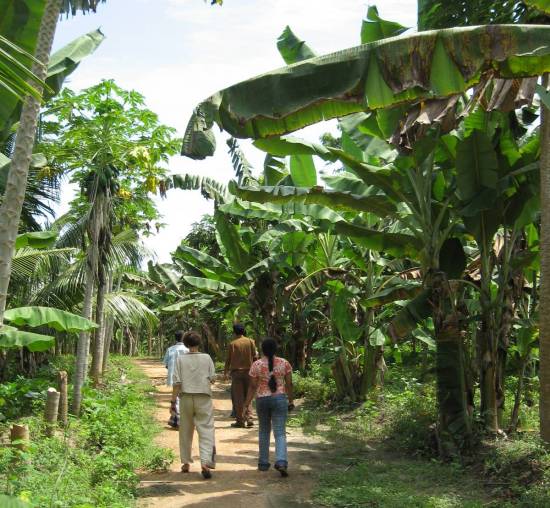 bananeraie à Kirinda