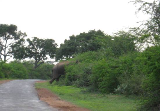 éléphant sauvage sur la route