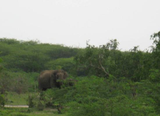 éléphant sauvage en campagne